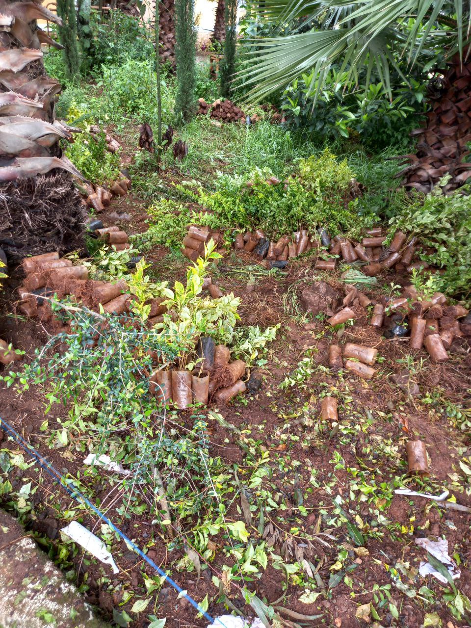 ችግኝ ተከላ 2017ዓ.ም